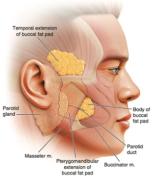 Anatomia Podkładki pod policzek - Dr Azizzadeh